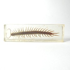 Centipede clear resin for sale Centipede clear resin for sale  Bremerton