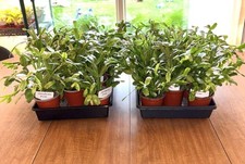 Schlumbergera buckleyi true for sale  West Lafayette
