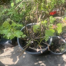 Wine grape vitis for sale  BRENTFORD