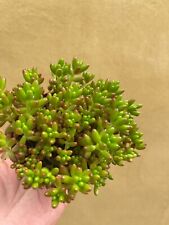 Sedum rubrotinctum plant for sale  UK