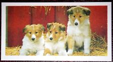Cartão fotográfico vintage 1966 ROUGH COLLIE PUPPIES, usado comprar usado  Enviando para Brazil