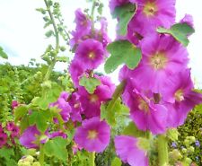 Hollyhock pink 60 for sale  Ireland