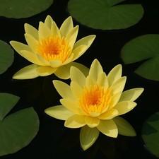 Gelbe seerose den gebraucht kaufen  Eitelborn, Arzbach, Simmern
