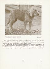 Otterhound old vintage for sale  COLEFORD