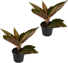 Aglaonema siam pack for sale  Denver