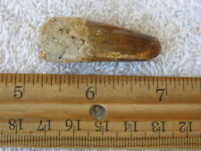 Dinosaur fossil tooth for sale  San Diego
