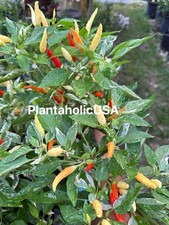 Variegated white thai for sale  Brooksville