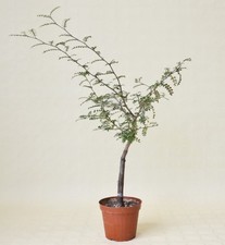 Elephant tree pot for sale  Danielson