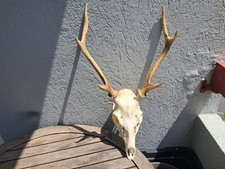 Crâne cerf sika d'occasion  Lorient