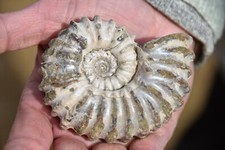 Ammonite douvilleiceras mammil d'occasion  Pont-à-Mousson