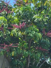 Umbrella tree schefflera for sale  Hollywood
