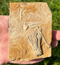 Double fossil crinoids for sale  Coppell