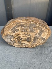 Petrified wood log for sale  Sparks
