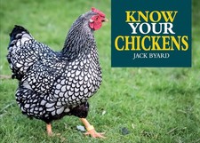 Know chickens hen for sale  North Smithfield