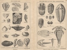 British fossils. devonian. for sale  LONDON