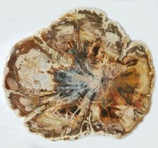 Versteinertes holz petrified gebraucht kaufen  Bad Oeynhausen
