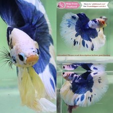 LIVE FISH BETTA (Vendedor en Tailandia) - Azul Blanco Mariposa Media Luna Macho segunda mano  Embacar hacia Mexico