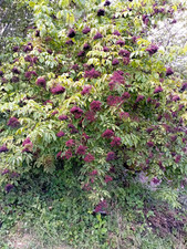 Sureau noir sambucus d'occasion  Châteauroux