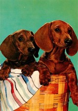 Dackel dachshund teckel gebraucht kaufen  Deutschland