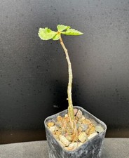 Commiphora wightii rare for sale  Marana