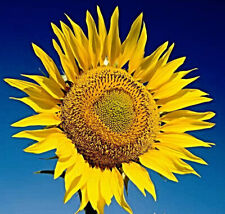 Riesen sonnenblume bismarckia gebraucht kaufen  Recklinghausen