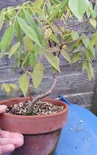American wisteria bonsai for sale  UK