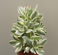 Crassula swaziensis variegated for sale Crassula swaziensis variegated for sale  WALTON ON THE NAZE