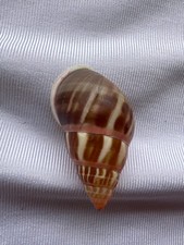 CARACOL TERRESTRE, CONCHA, Amphidromus binhphuocensis 28,5mm #8258 comprar usado  Enviando para Brazil
