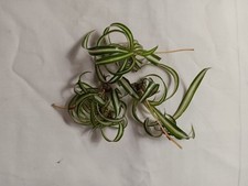 Curly bonnie spider for sale  Greensboro