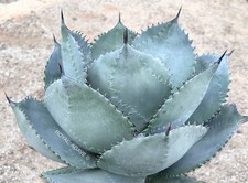 Usado, Mudas de agave 'Cannonball' X Isthmensis Select azul lobed - em forma de bola!! comprar usado  Enviando para Brazil