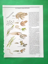 Clipping giornale rospo usato  Italia