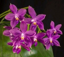 Rare phalaenopsis jennifer for sale  LONDON