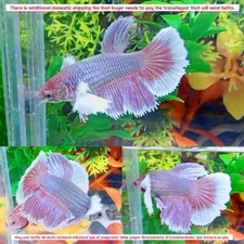 Usado, Meia-lua Dumbo rosa roxo pastel fêmea - IMPORTAÇÃO DE PEIXE BETTA VIVO DA TAILÂNDIA comprar usado  Enviando para Brazil