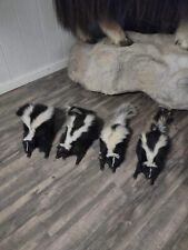 Skunk taxidermy mounts for sale  Black Diamond