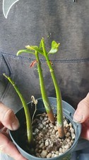 Rote mangrove palmen gebraucht kaufen  Kaiserslautern