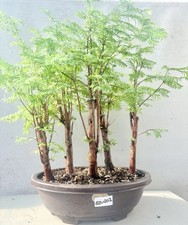 sequoia for sale  LUTTERWORTH