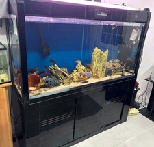 Reduced large fish for sale  UXBRIDGE