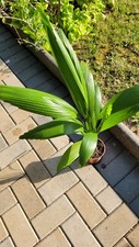 Palme licuala grandis gebraucht kaufen  Berlin