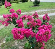 Pink velour crape for sale  Johnsonville