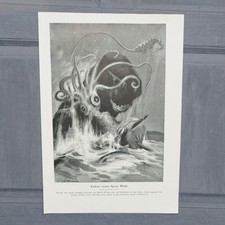 Kraken giant squid for sale Kraken giant squid for sale  BASINGSTOKE