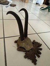 Antico trofeo camoscio usato  Viterbo