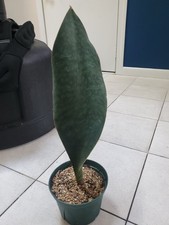 Live sansevieria whale for sale  Philadelphia