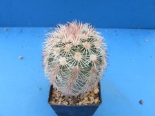 Echinocereus dasyacanthus 6cm for sale  HALESOWEN