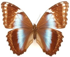 Morpho helenor milkei gebraucht kaufen  München