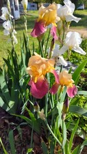 Mixed varieties colors for sale  Sand Springs