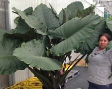 Sumo alocasia large for sale  Hawthorne