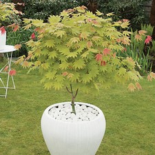 Acer shirasawanum moonrise for sale  PETERBOROUGH