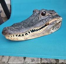 Preserved alligator head for sale  Mansfield