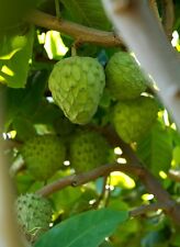 Honeyhart cherimoya tropical for sale  Norwalk