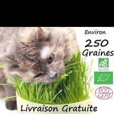 Graines herbe chat d'occasion  Gap